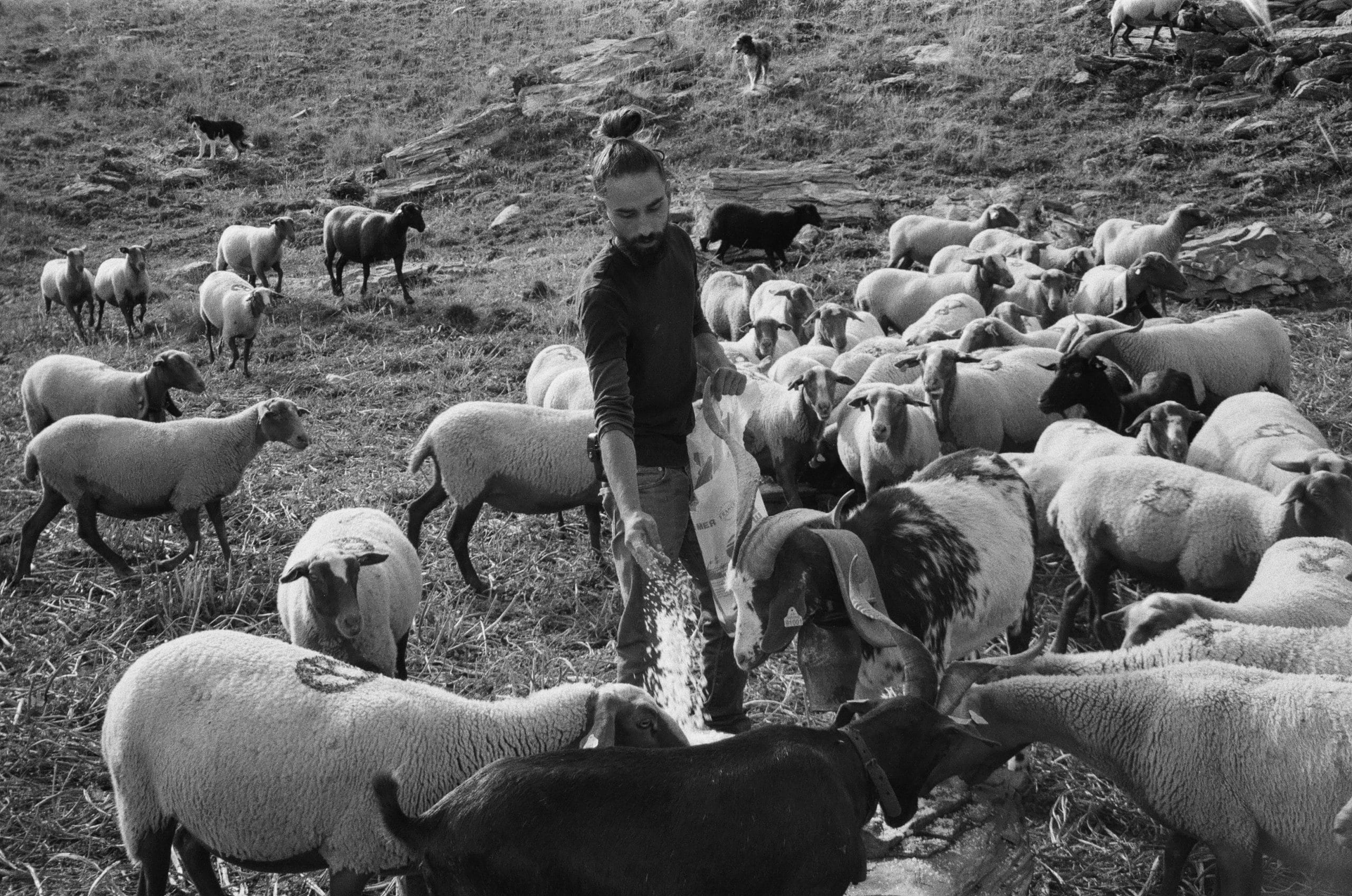 berger ferme du lambert