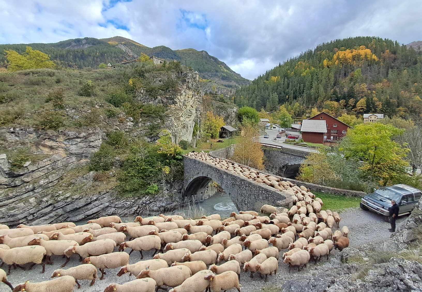 transhumance
