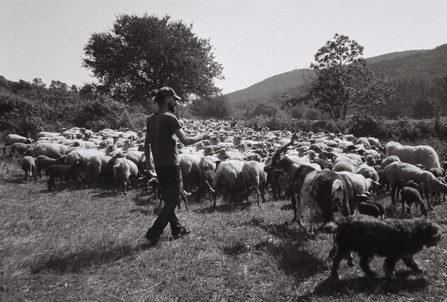 fête des bergers Var moutons pastoralisme