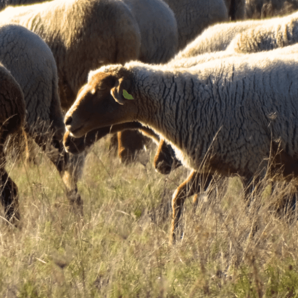Une association autour du pastoralisme