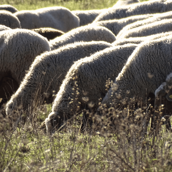 Mourérous, race ovine du pastoralisme en Provence, Massif des Maures