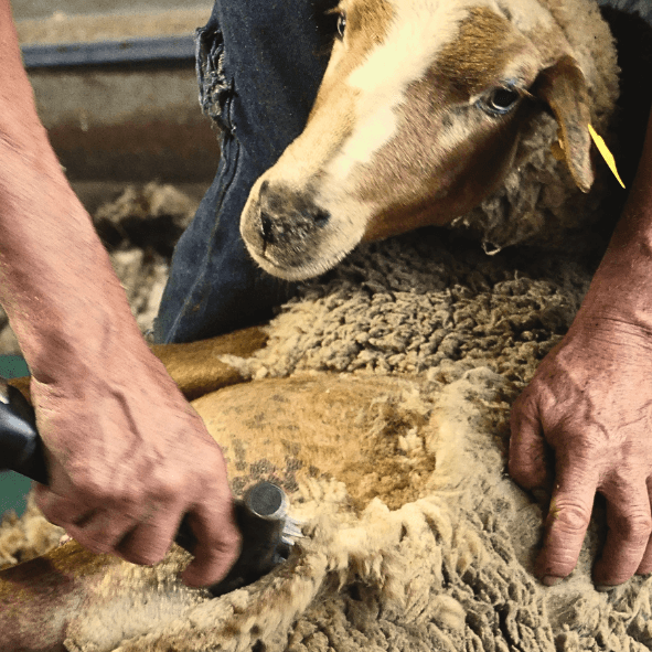 Mouton en train de se faire tondre pour récolter la laine
