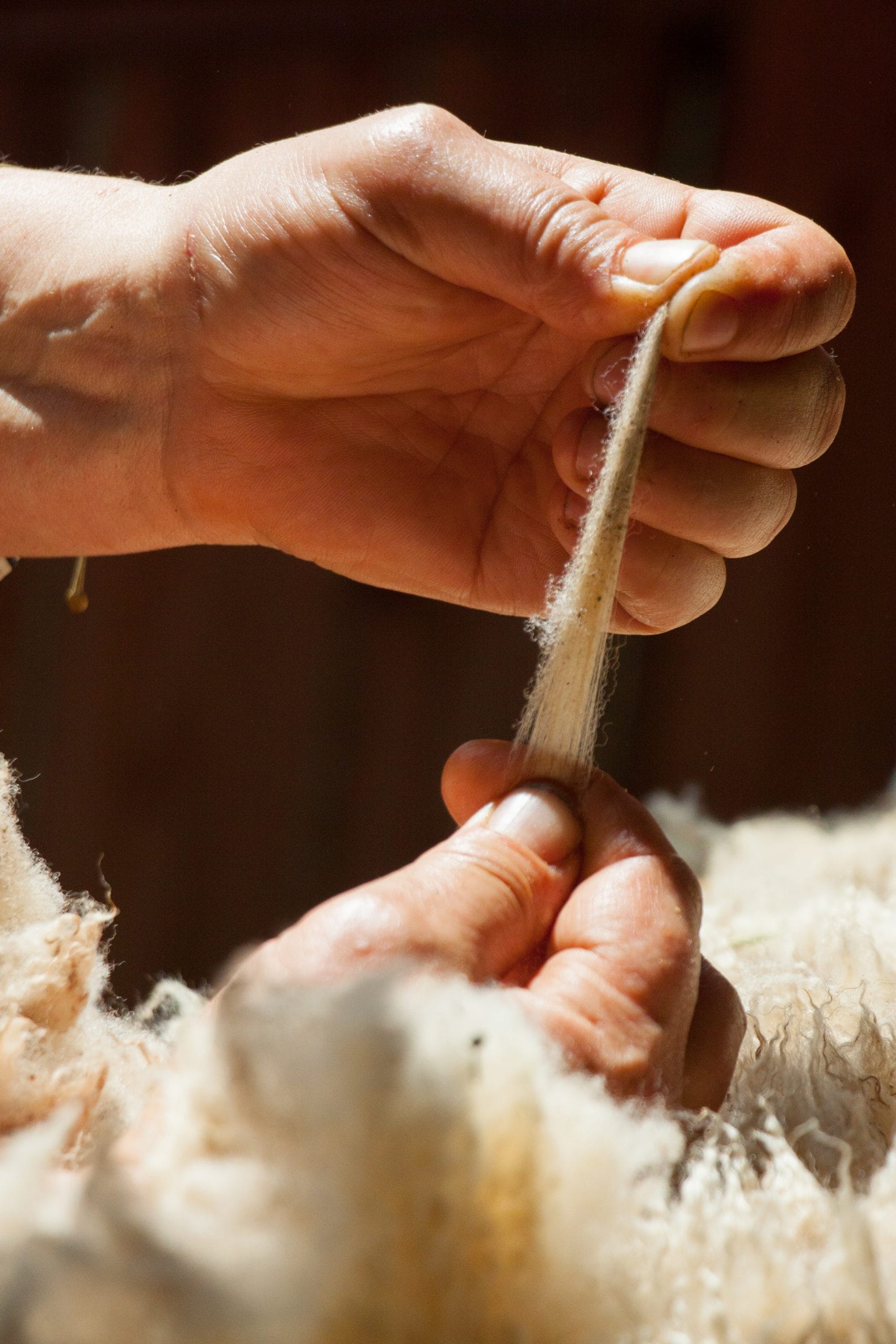Mains triant de la laine brute — foire de la laine Grimaud Var